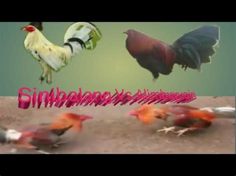 bulik vs alimbuyugin|bulik vs alimbuyugin .